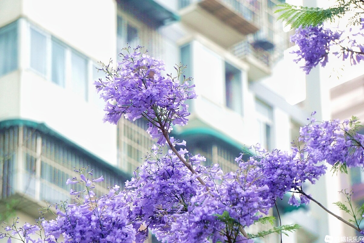 DSC03793_副本-01.jpeg