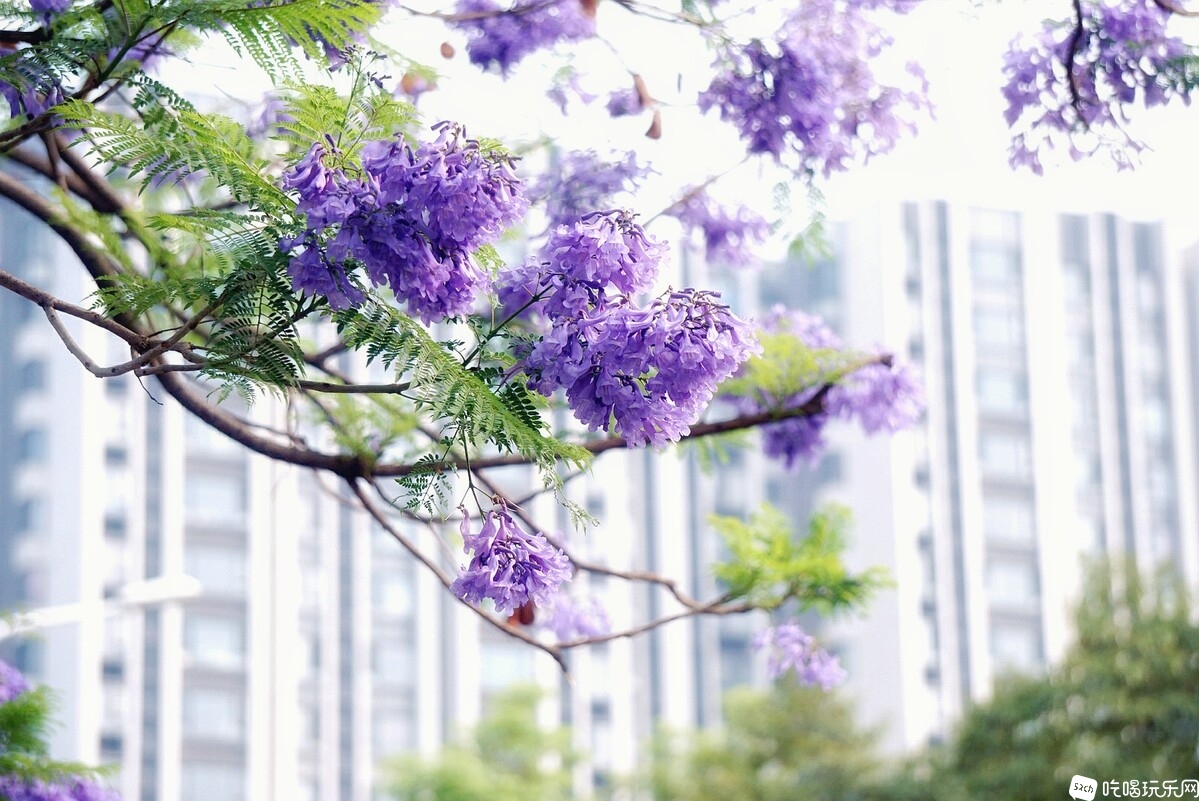 DSC03826_副本-01.jpeg