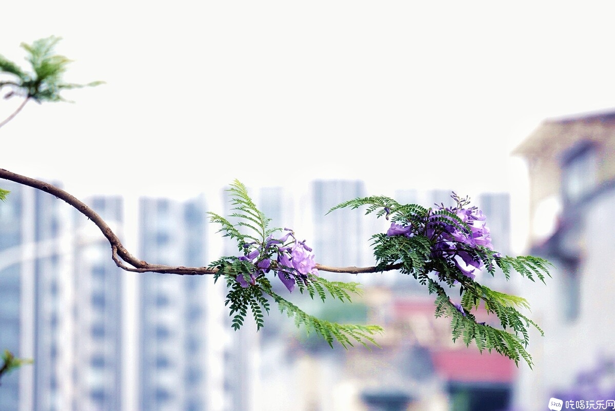 DSC03806_副本-01.jpeg