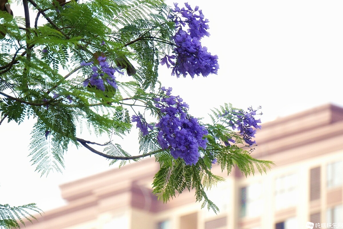 DSC03872_副本-01.jpeg