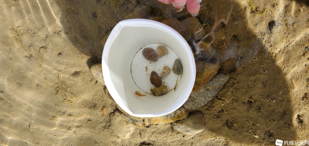扎西岗湿地河里的勾虾和小鱼