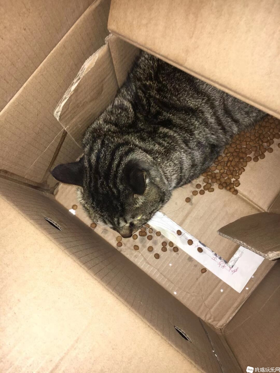cat.jpg
