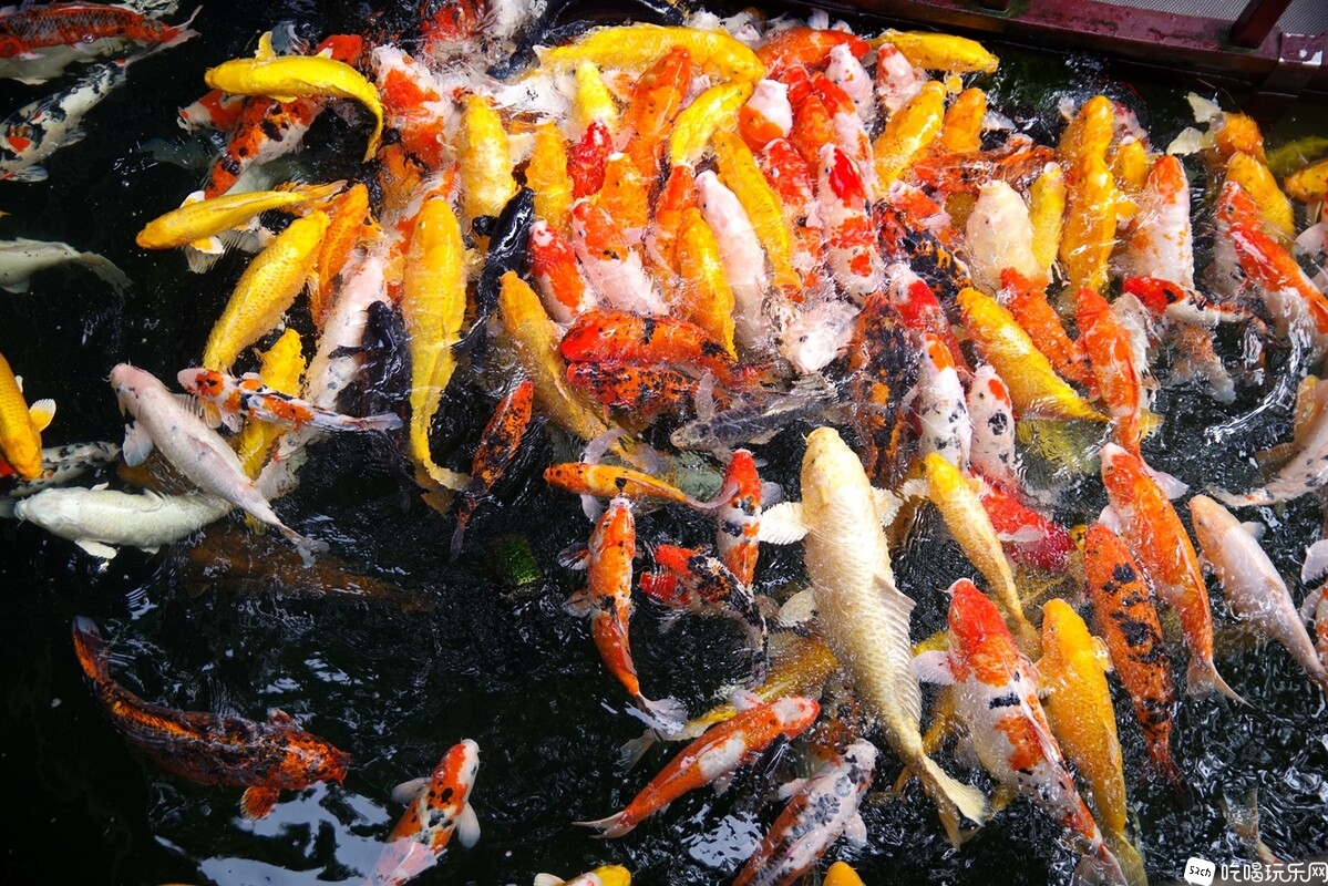 IMGP8718_副本.jpg