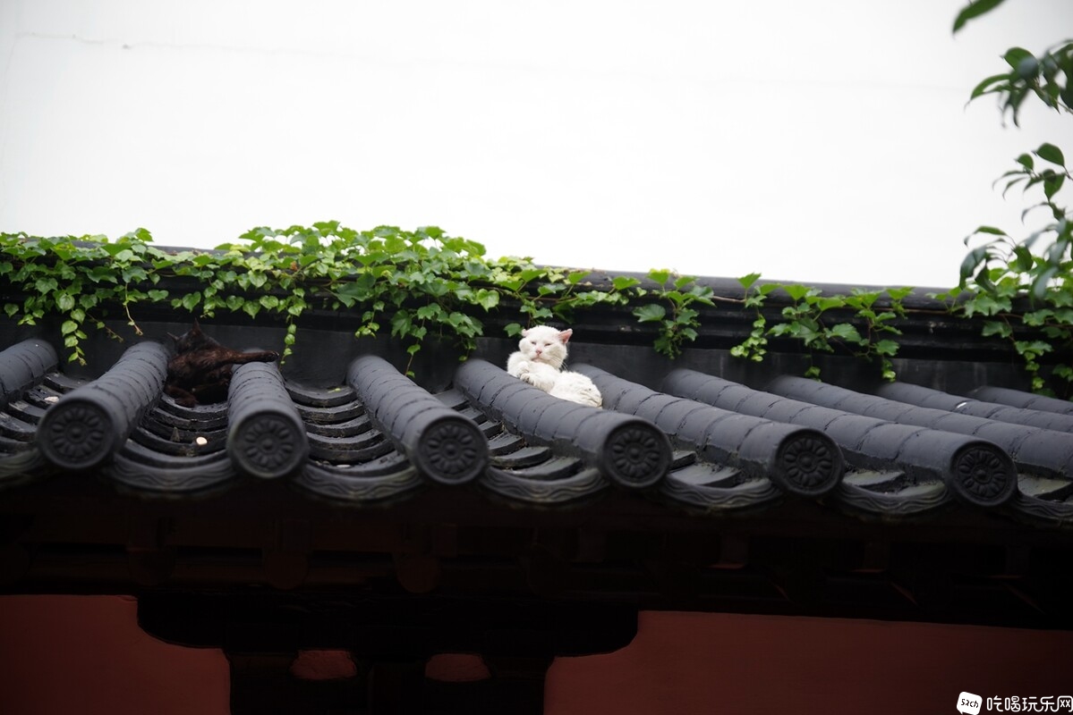 IMGP8722_副本.jpg