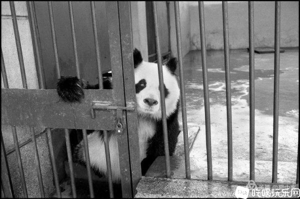 1984年4月27日星期五，成都动物园的熊猫-600x399.jpg
