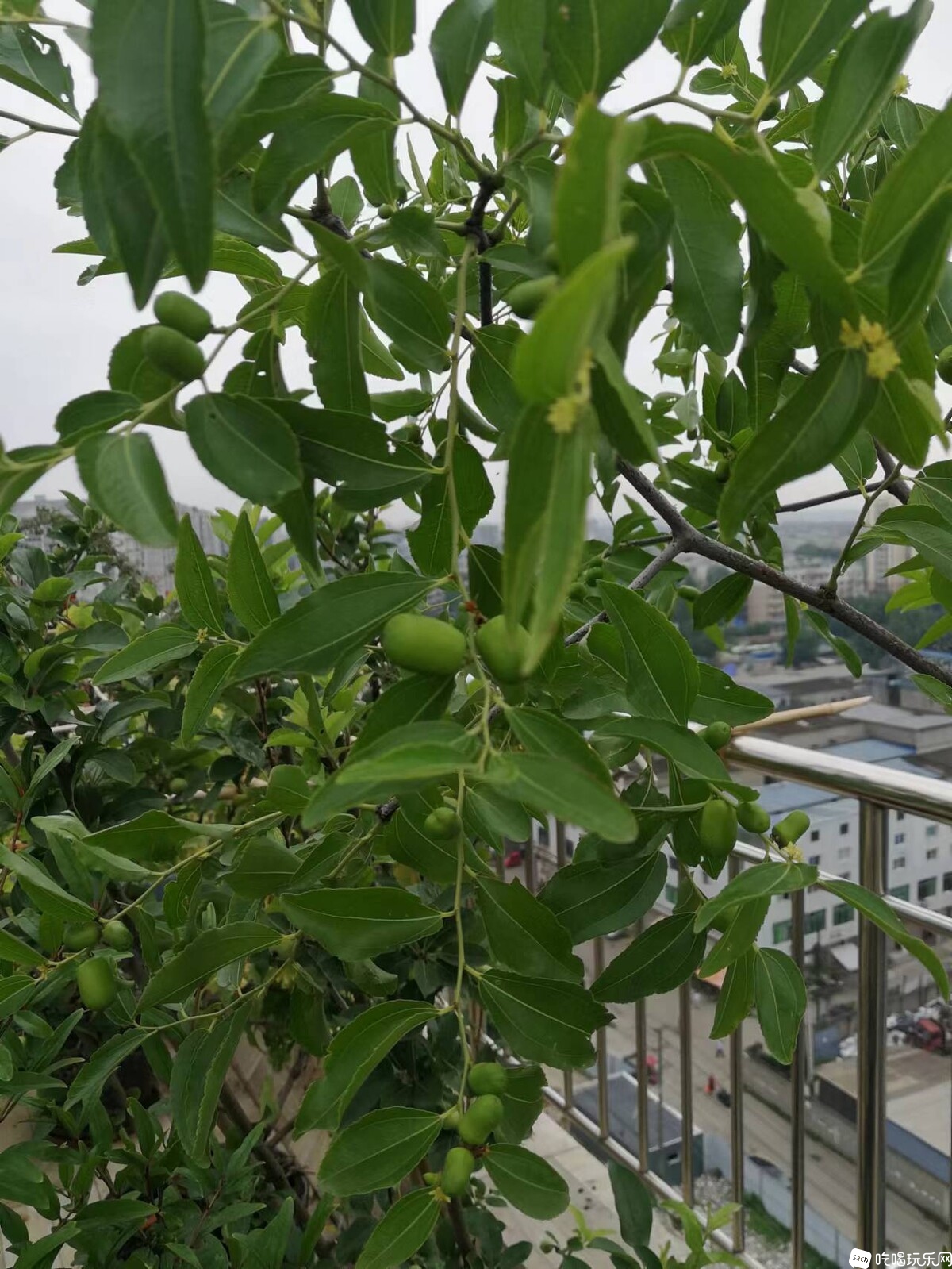 枣子