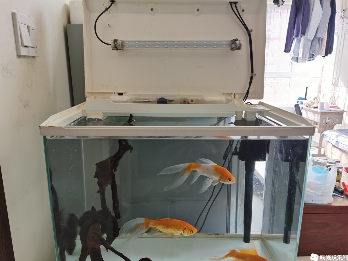 鱼缸2.jpg