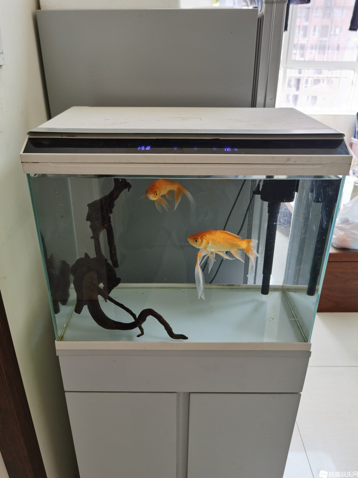 鱼缸7.jpg