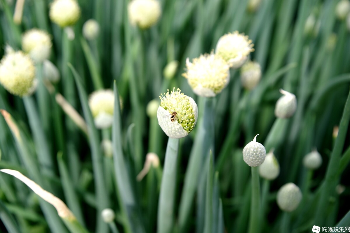 IMGP6054_副本.jpg