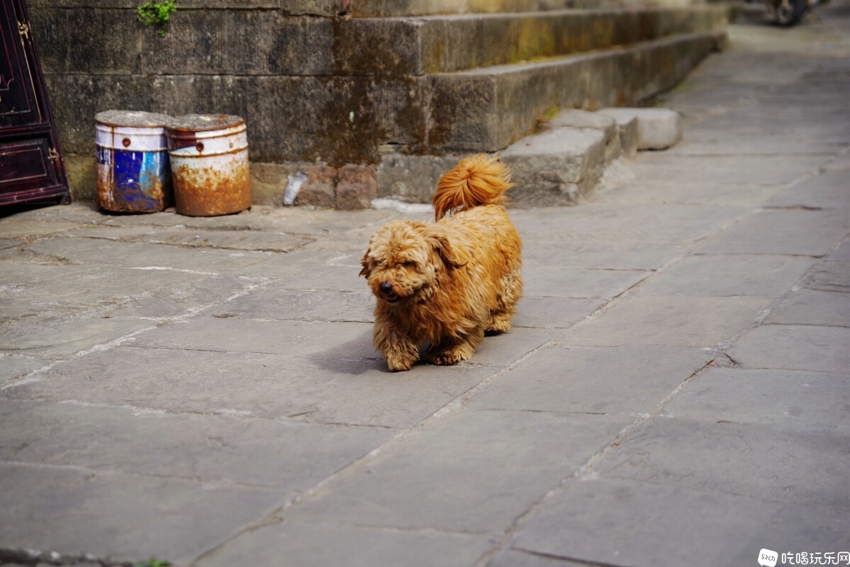 IMGP6745_副本.jpg