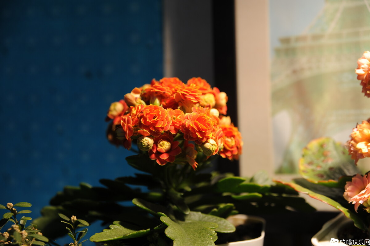 DSC_8938.JPG