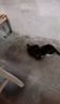 小黑猫.gif