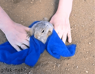 土拔鼠太胖.gif