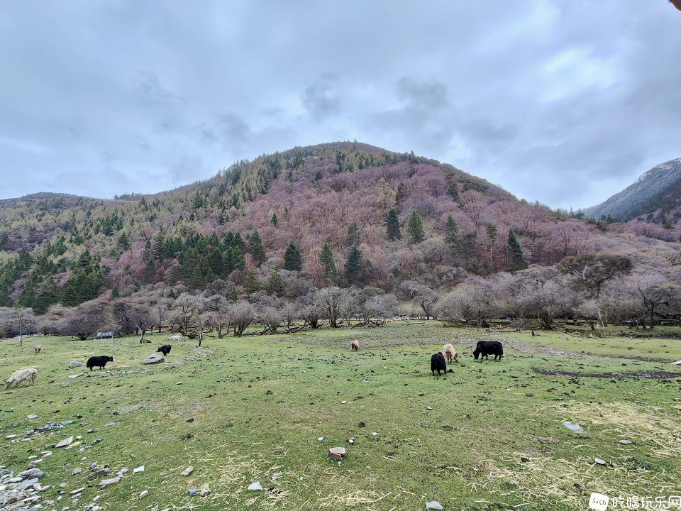 夹金山16