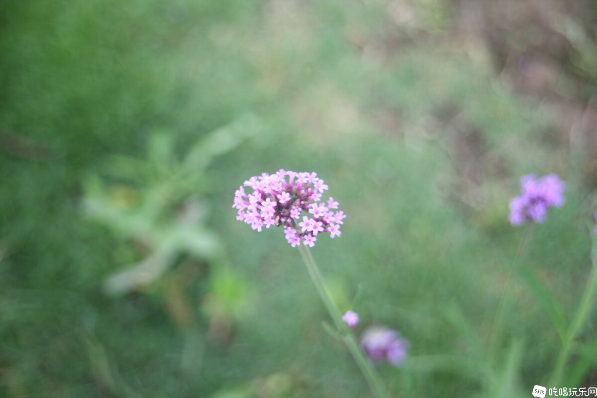 IMG_2781.JPG