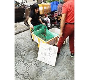 青石桥大闸蟹低至７元一只　标价88元的，15元就可以买到