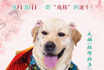 《营救汪星人》定档国庆“金陵九只汪”版海报 “戏精”旗袍汪萌翻网友