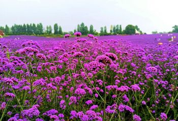 网红民宿紫颐花海盛开，【香薰归墅】盛大启幕